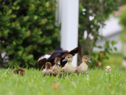 Nature & Wildlife Category Winner | Victoria Miloslavich | Capture the Beauty of Greenacres 2024