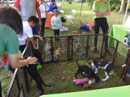 Animals for adoption